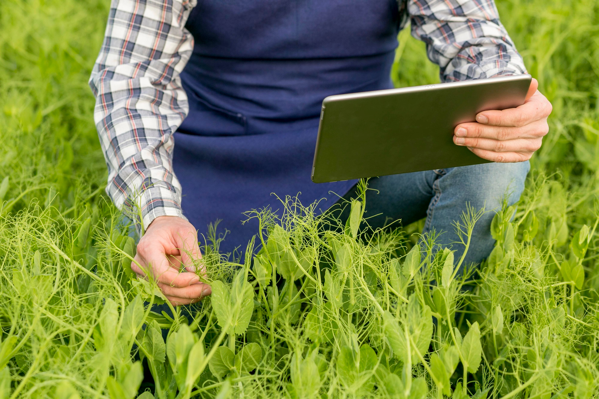 Utilizzo di dati satellitari Decision Support System (DSS) ed agricoltura di precisione nella gestione aziendale