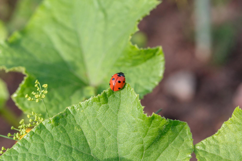 Adozione e mantenimento di pratiche e metodi di produzione biologica