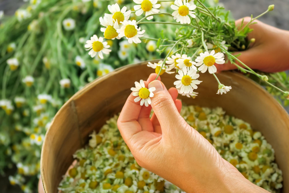 Elenco delle specie di piante officinali coltivate nonch&eacute; criteri di raccolta e prima trasformazione delle specie di piante officinali spontanee
