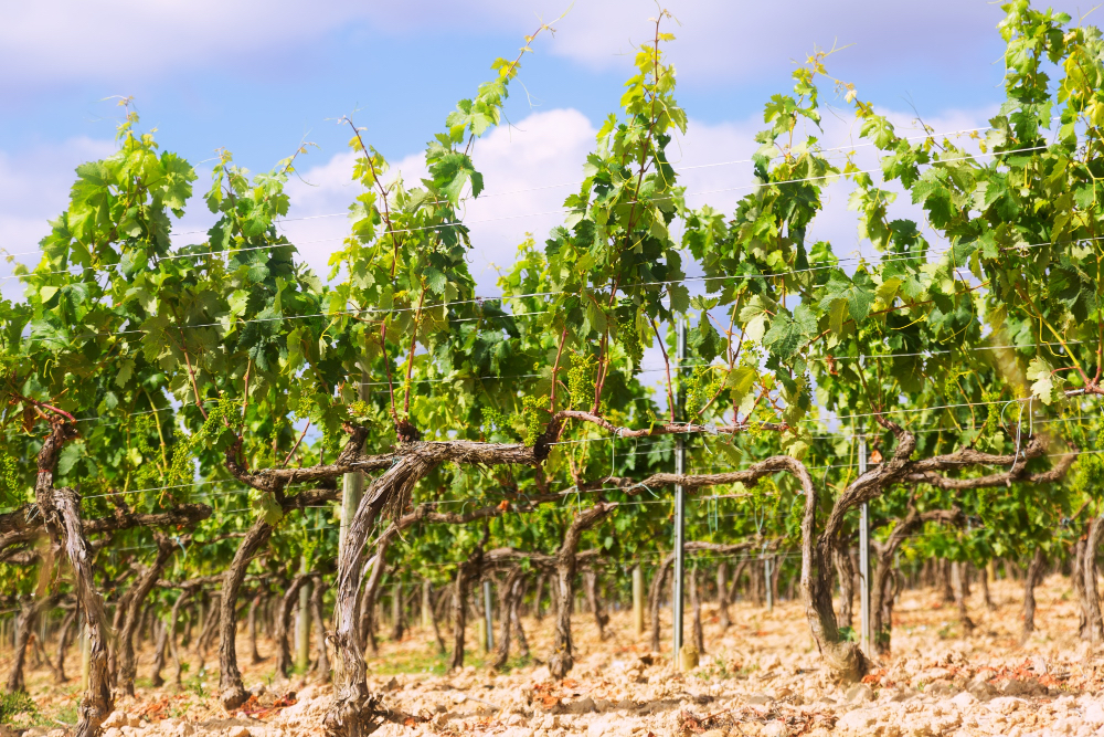 Ottimizzazione ambientale delle tecniche agronomiche ed irrigue – POA